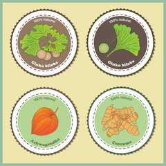 Herbs, spices and seasonings collection. Vector hand drawn illustration of a medicinal plants ginkgo biloba, ashwagandha and curcuma root. Label, price tag, sticker template