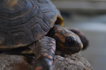 closeup of turtle