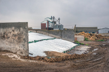 farming in Ukraine, harvesting, storage of silage, fodder for livestock
