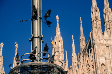 The pigeons in Milan, Italy