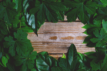 Creative layout made from leaves Placed on a wooden background Copy the area for the top view text.