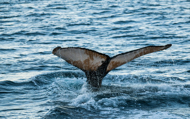 Humpback whale diving,Megaptera novaeangliae,Antártica.