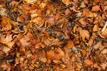 Colorful autumn leaves in orange yellow and brown. Fallen leaves on forest floor in autumn season background texture.