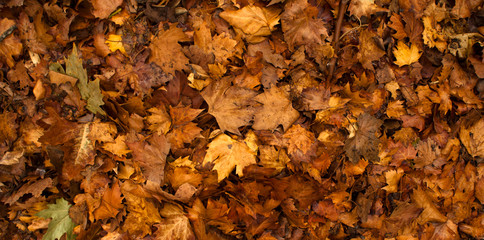 Colorful autumn leaves in orange yellow and brown. Fallen leaves on forest floor in autumn season background texture.