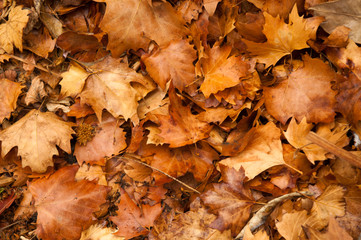 Colorful autumn leaves in orange yellow and brown. Fallen leaves on forest floor in autumn season background texture.