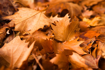 Colorful autumn leaves in orange yellow and brown. Fallen leaves on forest floor in autumn season background texture.