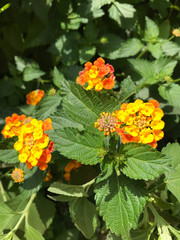 Lantana camara, big-sage (Malaysia), wild-sage, red-sage, white-sage (Caribbean), tickberry, verbena
