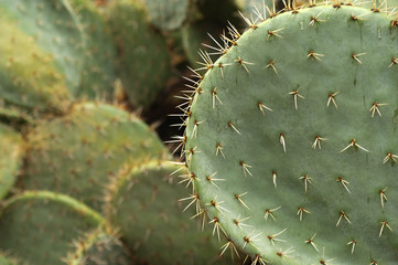 Opuntia prickly pear, green with outdoor spikes