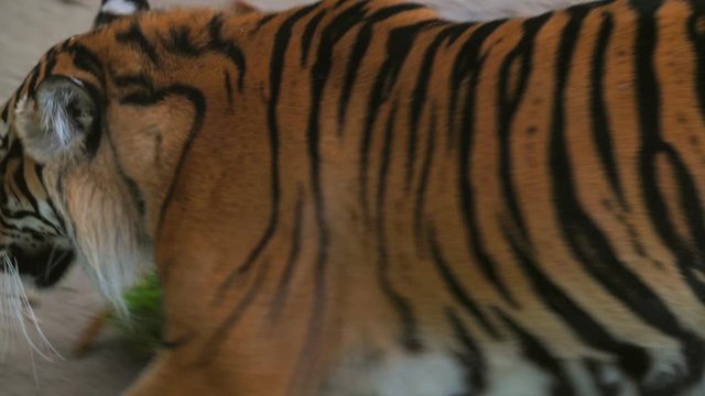 This macro closeup video shows a beautiful wild bengal tiger pacing back and forth.