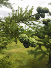 Taxodium distichum, bald cypress, cypress cones, closeup