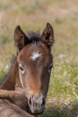 Fototapeta premium Cute Wild Horse Foal in Spring in the Utah Desert