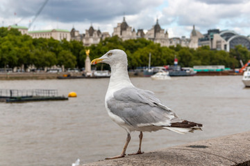 Seagull watching the Thames River