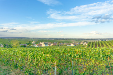 Fototapeta na wymiar Champagne region in France with the setting sun
