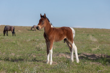 Naklejka na ściany i meble Cute Wild Horse Foal in Spring in the Utah Desert