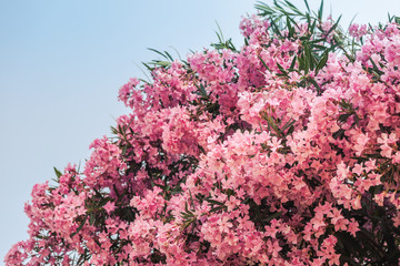 Pink oleander shrub  tropical exotic floral blossom