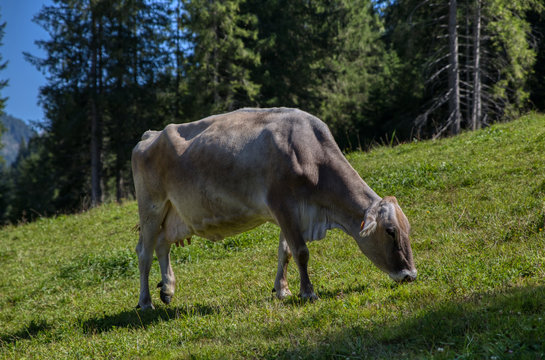 Photo of a grey cow eating grass in Sappada - Friuli Venezia Giulia - Italy