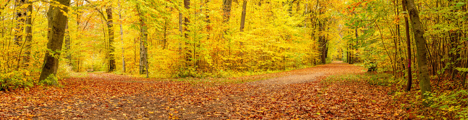 Panorama of forest full of fallen colorful leaves in the split of paths under tall trees.