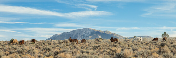 wild horses