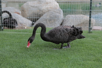 black swan6