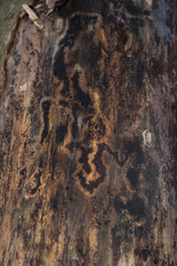 Borkenkäferschaden an Baum - Hintergrund