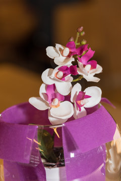 kleine farbintensive Orchidee