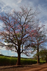 Fototapeta na wymiar trees known as paineira on dirt road