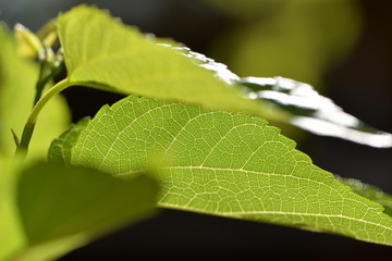 detail of a leaf of a mulberry