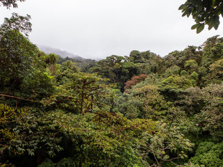 Obraz na płótnie Canvas Wanderung durch den Regenwald von Costa Rica mit wunderschönen Aussichten über die Baumkronen des Nebelwald Reservats von Santa Elena.
