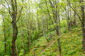 View of a green forest at summer