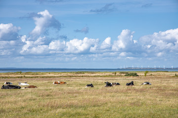 Happy cows resting on green grass