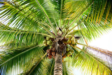 several coconuts in a coconut tree