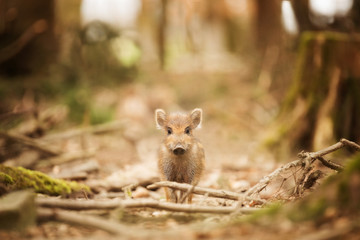A boar freshling staring at the camera while hiding in the forest