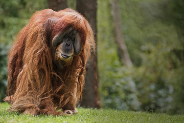 orangutan walking towards and staring at the camera