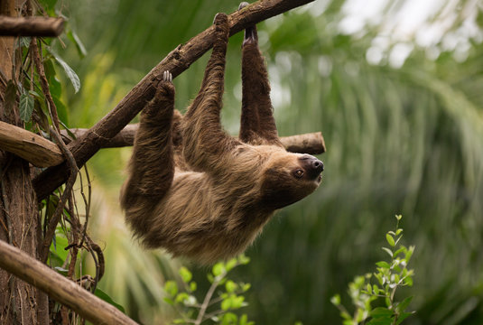 A sloth is hanging of a branch