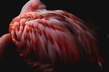 pink flamingo © Arthur Carvalho