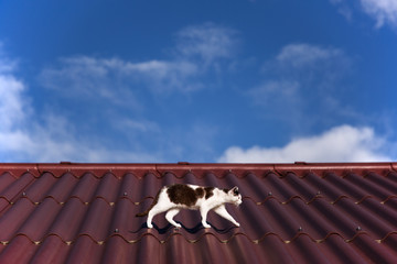 A cat is walking on a hot roof top in front of a blue sky
