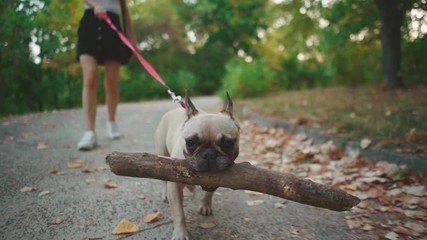 young brunette woman walking in autumn park with french bulldog
