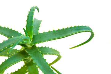Aloe vera. Plant on a white background. Medicine and cosmetology