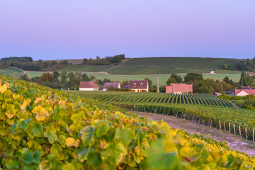 Fototapeta na wymiar Champagne region in France with the setting sun