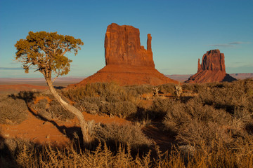 A juniper in front of the West and East Mitten Butts during sun set, Monument Valley, Arizona/Utah,...