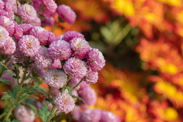 Pink chrysanthemums close up in autumn Sunny day in the garden. Autumn flowers. Flower head