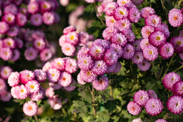 Pink chrysanthemums close up in autumn Sunny day in the garden. Autumn flowers. Flower head