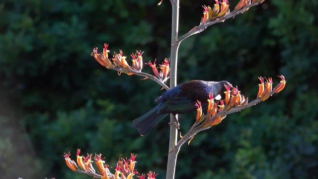New Zealand tui bird feeding from flowering flax bush