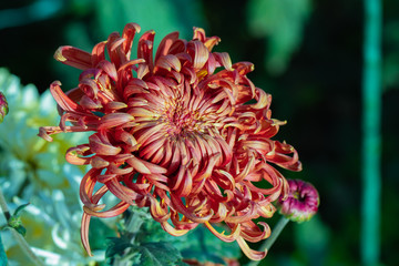 Red chrysanthemums close up in autumn Sunny day in the garden. Autumn flowers. Flower head