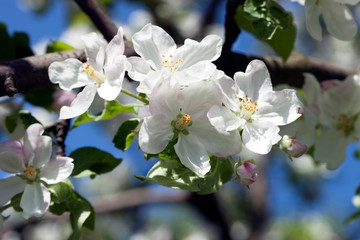 Cherry blossoms large white flowers and blue skies
