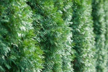 Close-up bright green branch background