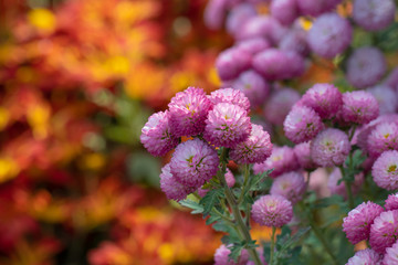 Pink chrysanthemums close up in autumn Sunny day in the garden. Autumn flowers. Flower head