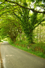 The Way (trail) with lush green covered trees on the Camino de Santiago, the Compostela pilgrimage thru-hike, Galicia, Northern Spain (Spring)