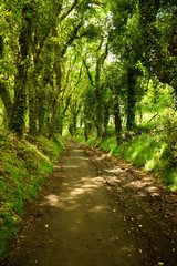 The Way (trail) with lush green covered trees on the Camino de Santiago, the Compostela pilgrimage thru-hike, Galicia, Northern Spain (Spring)