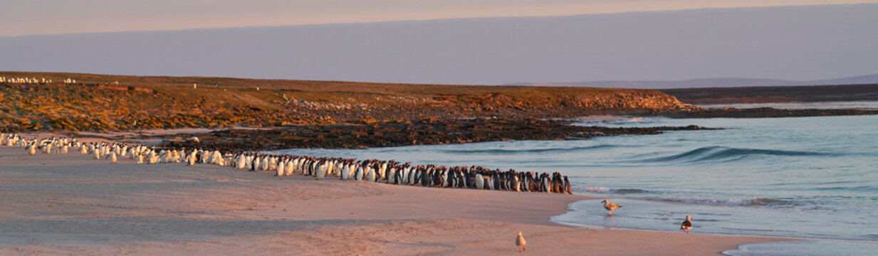 Large Number Of Gentoo Penguins (Pygoscelis Papua) Held Back From Going To Sea By A Leopard Seal, Out Of Shot, Hunting Offshore Bleaker Island In The Falkland Islands.